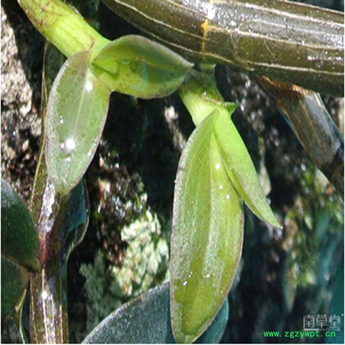 供应凡草秀铁皮石斛铁皮石斛图3