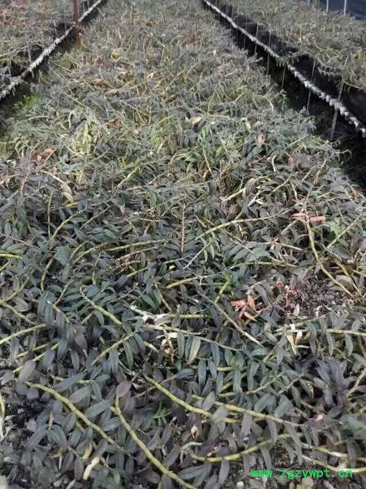 奇草荟 铁皮石斛图2