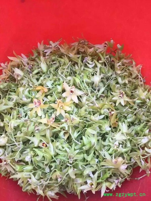 奇草荟 铁皮石斛图4