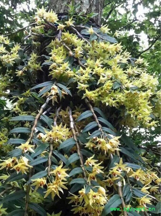 奇草荟 铁皮石斛图3