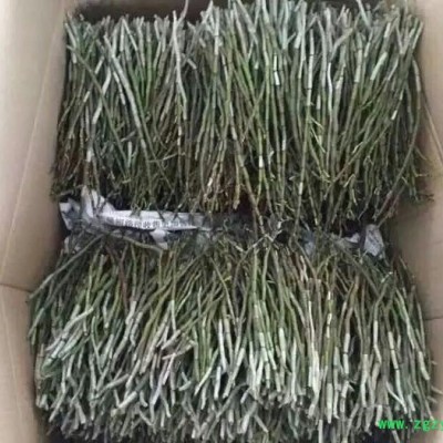 奇草荟 铁皮石斛