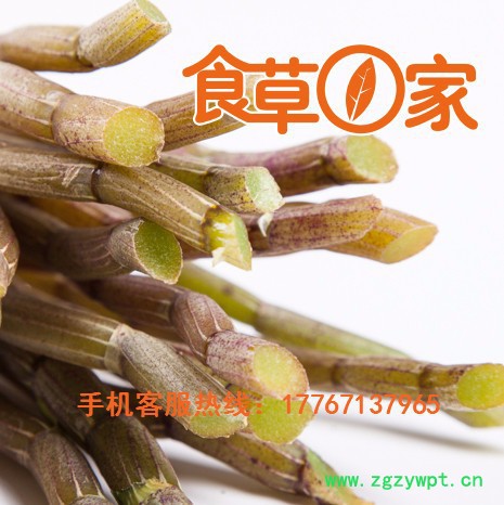 食草一家 铁皮石斛 正宗铁皮石斛散装批发，浙江莫干山基地直供图3