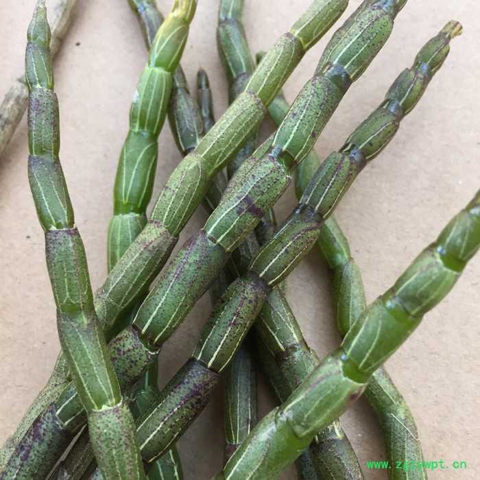 正宗铁皮石斛鲜条三年以上，胶质浓厚，全国包邮图3