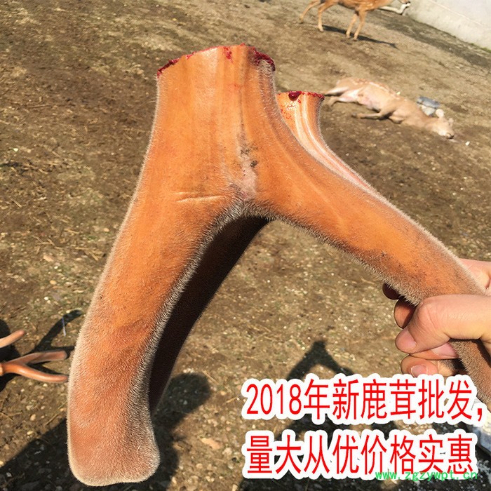 正宗鹿茸一件灵芝人参鹿茸泡酒图2