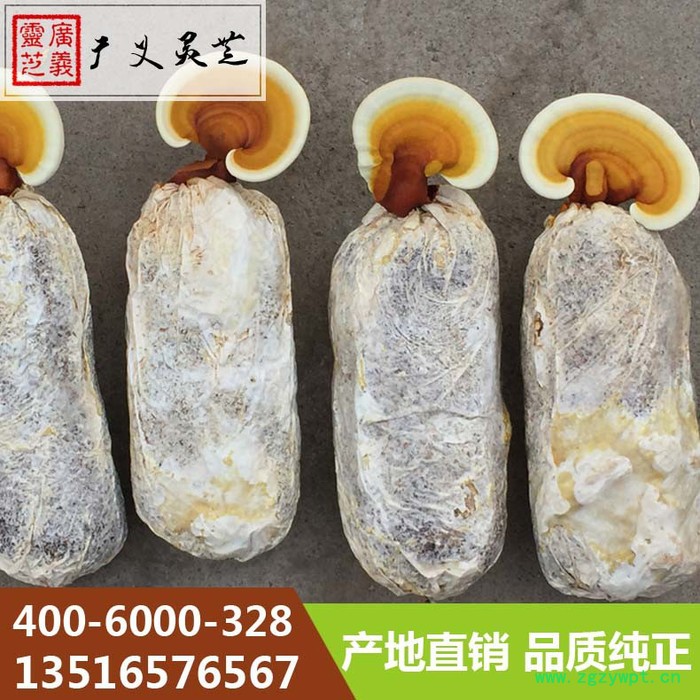 山东**赤灵芝厂家 黑灵芝价格 广义灵芝图7