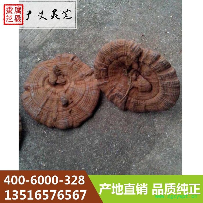 云南黑灵芝厂家 **黑灵芝价格广义灵芝图4