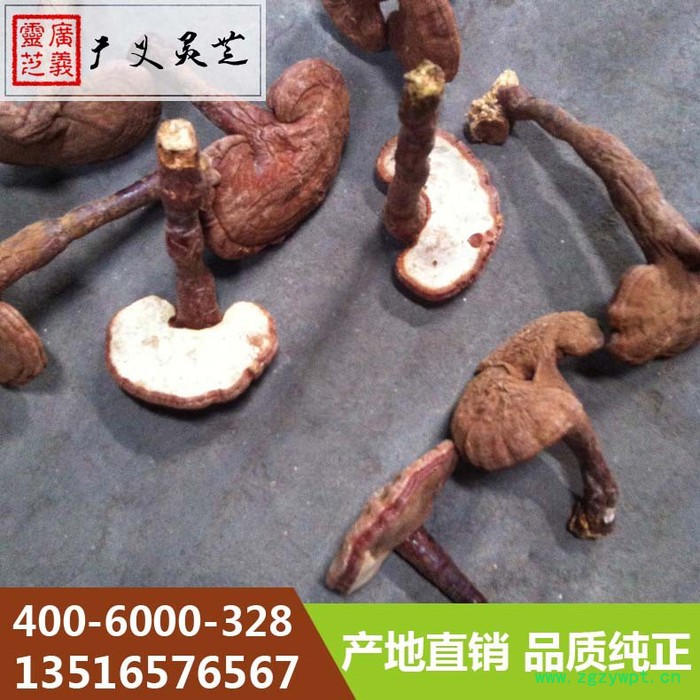 金边灵芝价格 **金边灵芝批发采购 广义灵芝图2