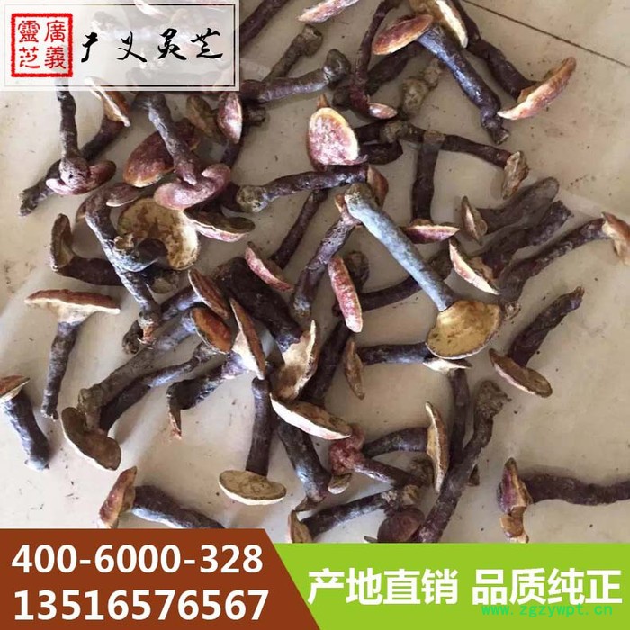 金边灵芝价格 **金边灵芝批发采购 广义灵芝图5