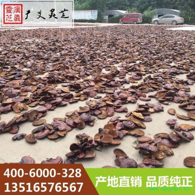 河南**鹿角灵芝 灵芝菌种批发广义灵芝