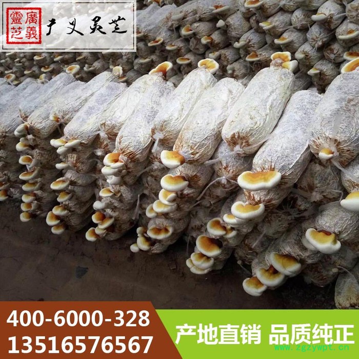 广义灵芝厂家批发一级鲜灵芝 赤灵芝图4