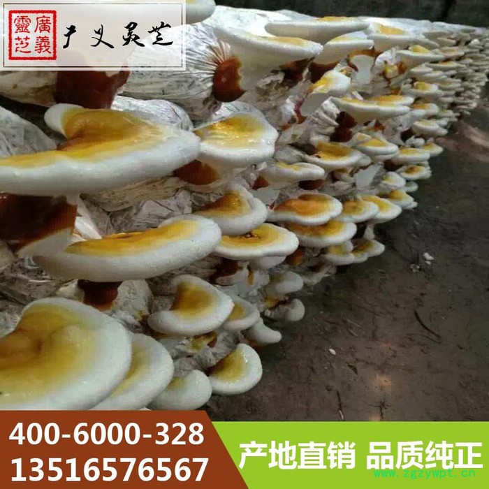 山东黑灵芝切片厂家 赤灵芝切片价格 广义灵芝图4