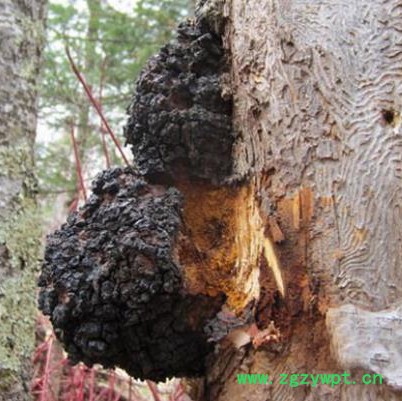 伍叶草生物  白桦茸提取物    多糖50%   现货 包邮图2