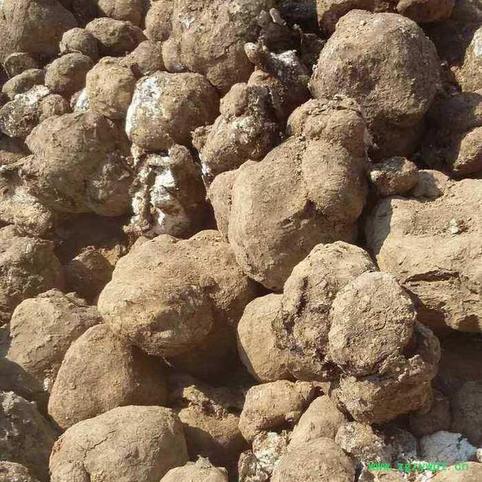 鹏程农业 一级鲜茯苓图2