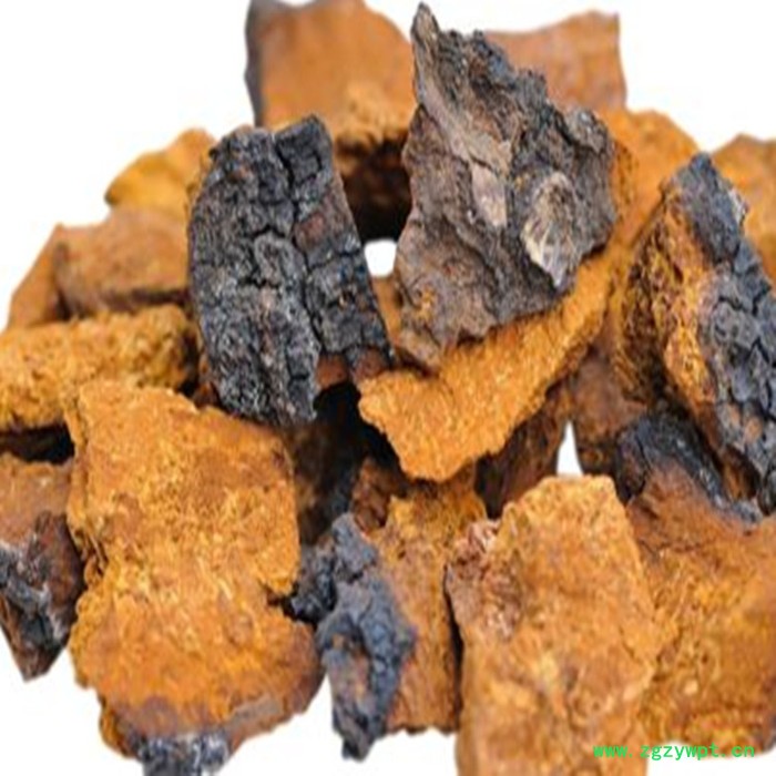 斯诺特 白桦茸喷雾干燥粉 白桦茸浸膏粉 生产厂家 桦褐孔菌粉图2