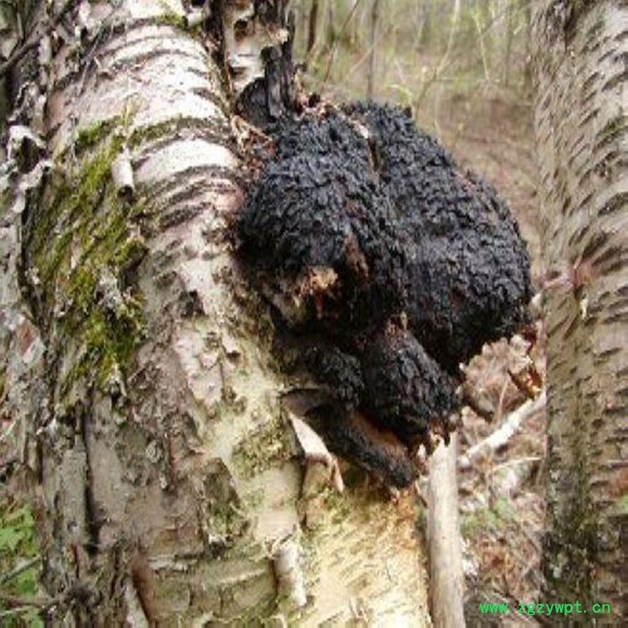 斯诺特 白桦茸喷雾干燥粉 白桦茸浸膏粉 生产厂家 桦褐孔菌粉图7