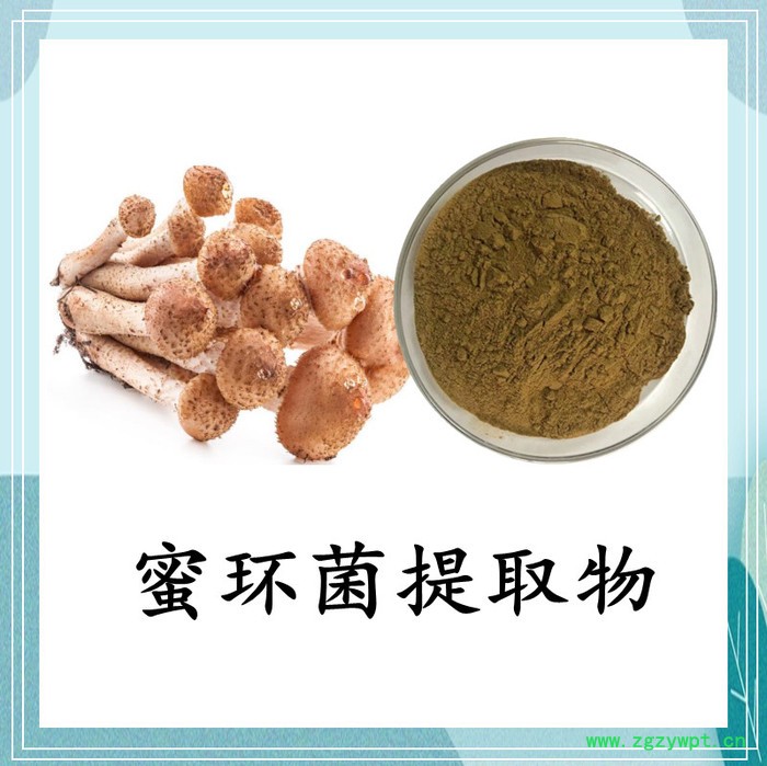 白桦茸提取物 斯诺特 可定制图3