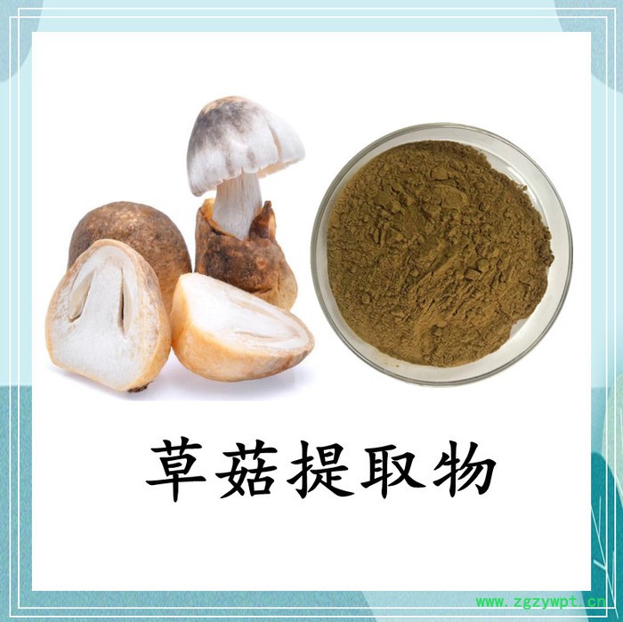 白桦茸提取物 斯诺特 可定制图4