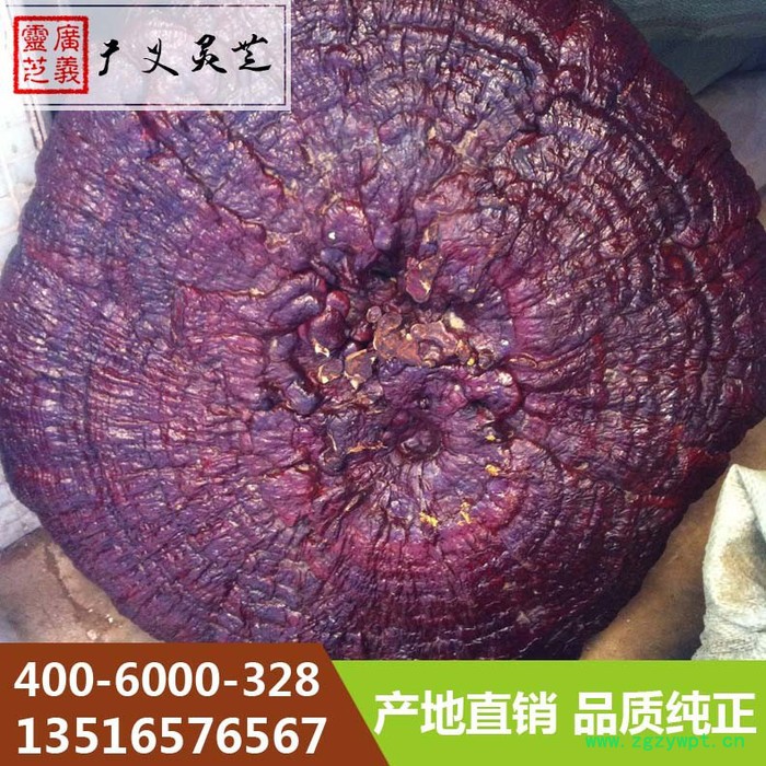 吉林长白山大灵芝80cm以上灵芝厂家广义灵芝图8