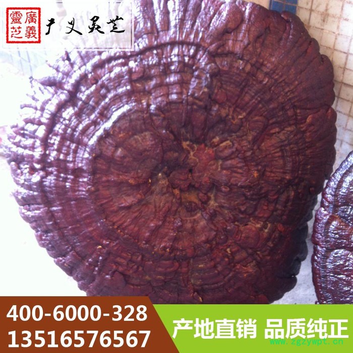 吉林长白山大灵芝80cm以上灵芝厂家广义灵芝图2