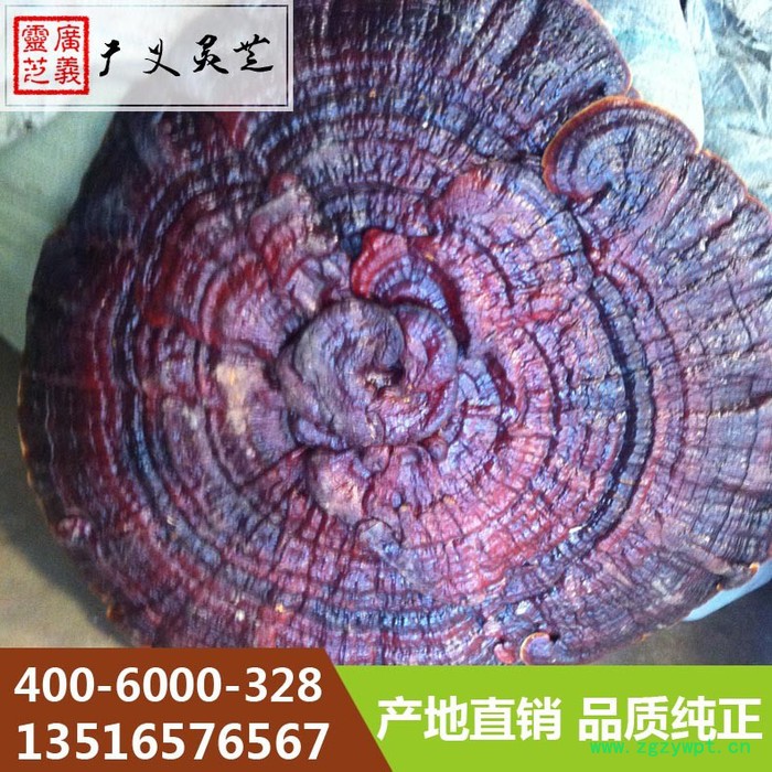 吉林长白山大灵芝80cm以上灵芝厂家广义灵芝图3