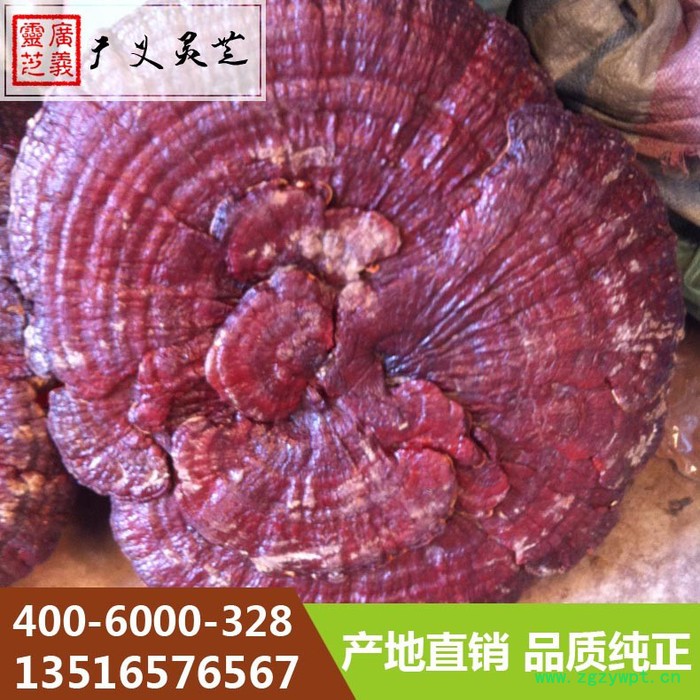 吉林长白山大灵芝80cm以上灵芝厂家广义灵芝图5