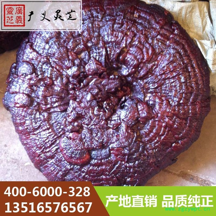 吉林长白山大灵芝80cm以上灵芝厂家广义灵芝图7