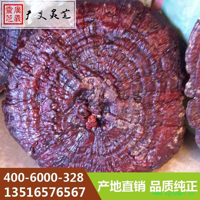 吉林长白山大灵芝80cm以上灵芝厂家广义灵芝图4
