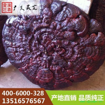吉林长白山大灵芝80cm以上灵芝厂家广义灵芝