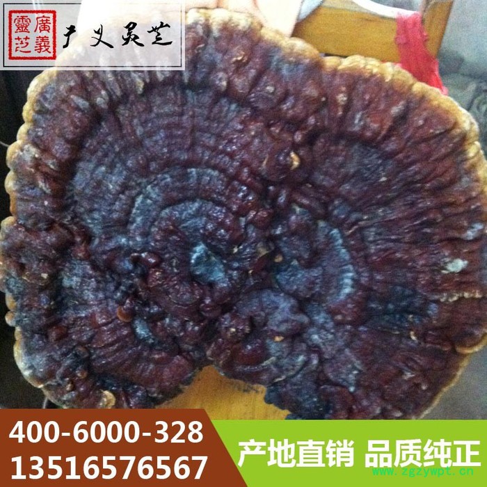 吉林长白山大灵芝80cm以上灵芝厂家广义灵芝图6