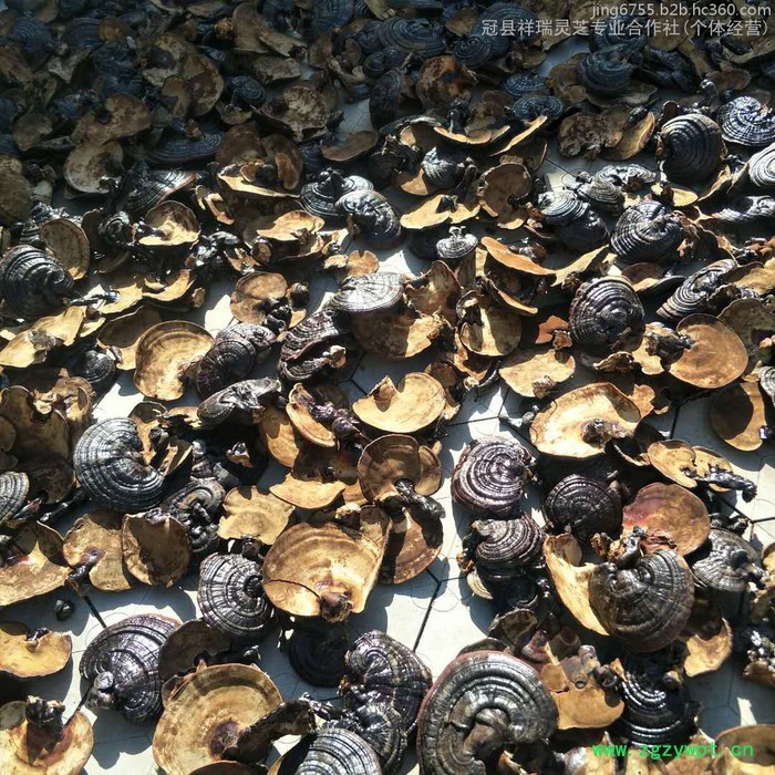 祥瑞 **灵芝 紫灵芝批发 黑灵芝供应图3