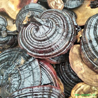 祥瑞 **灵芝 紫灵芝批发 黑灵芝供应