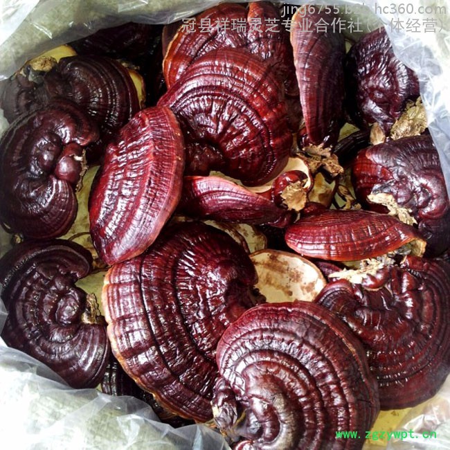 祥瑞 **灵芝 紫灵芝批发 黑灵芝供应图2