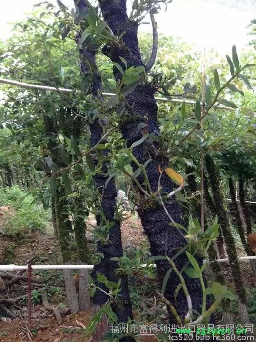 仙草铺.铁皮石斛药材种子、种苗图2