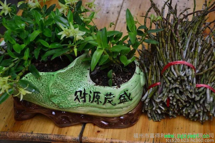 仙草铺.铁皮石斛药材种子、种苗图3