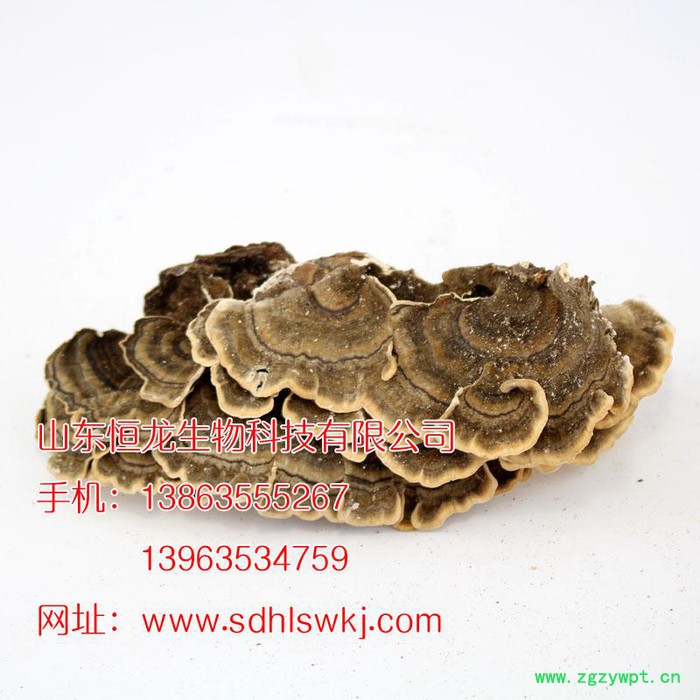 广东省深圳市基地供应灵芝 云灵芝 恒龙灵芝基地图4