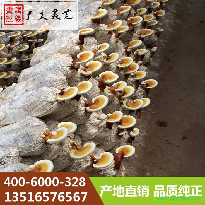 山东鲜灵芝种植厂家 高品质黑灵芝 赤灵芝** 广义灵芝图4