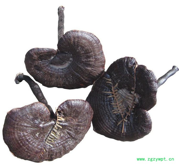 罗氏灵芝 黑灵芝 白底黑灵芝 长腿白底黑灵芝 量大从优图3