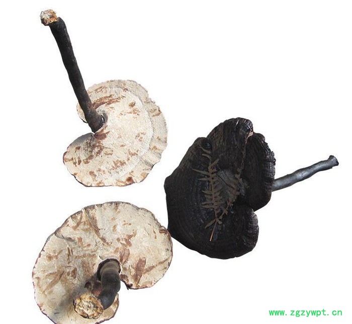 罗氏灵芝 黑灵芝 白底黑灵芝 长腿白底黑灵芝 量大从优图2