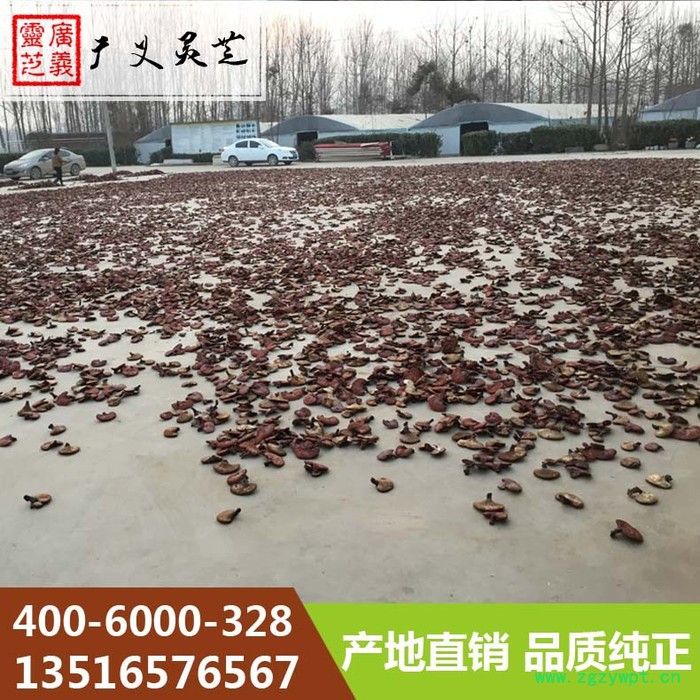山东广义灵芝**各种**赤灵芝 韩芝 金边灵芝图7