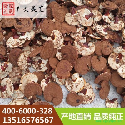 山东广义灵芝**各种**赤灵芝 韩芝 金边灵芝