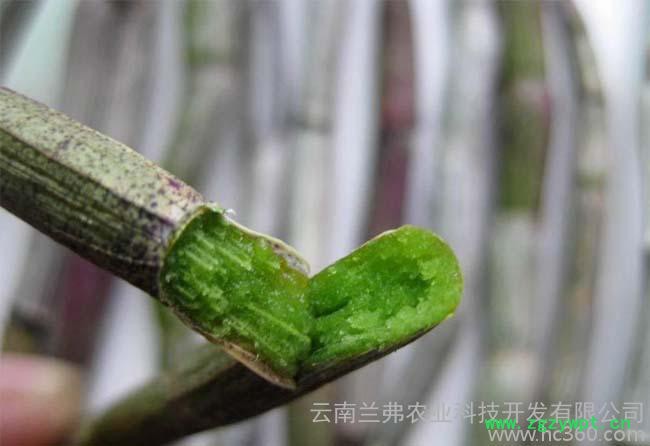 供应云南原种红杆铁皮石斛驯化种苗图2