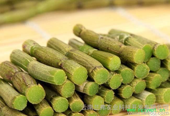 供应云南原种红杆铁皮石斛驯化种苗图3