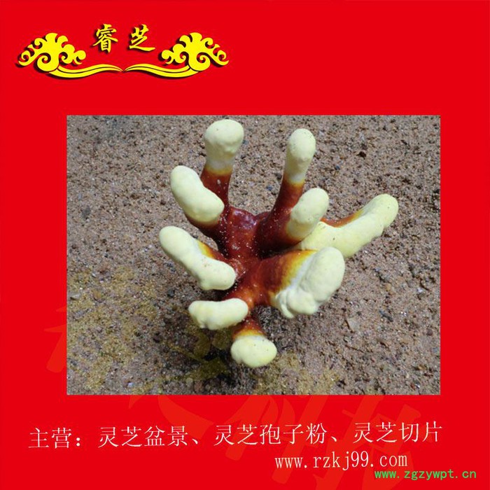 供应睿芝灵芝盆景RZKJ-HT-68、厂价批发一年生活体盆栽、净化空气、吸甲醛室内装修必备、开业庆典、亲朋互赠佳品图7