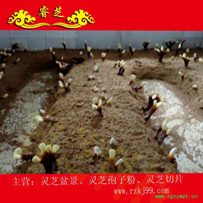 供应睿芝灵芝盆景RZKJ-HT-68、厂价批发一年生活体盆栽、净化空气、吸甲醛室内装修必备、开业庆典、亲朋互赠佳品图5