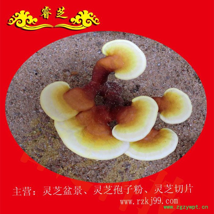 供应睿芝灵芝盆景RZKJ-HT-68、厂价批发一年生活体盆栽、净化空气、吸甲醛室内装修必备、开业庆典、亲朋互赠佳品图8