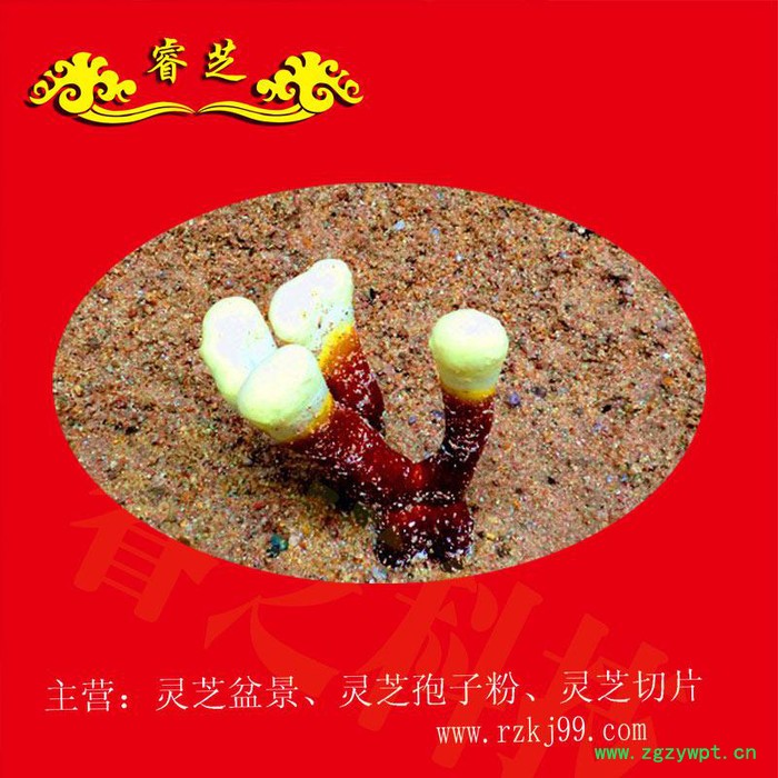 供应睿芝灵芝盆景RZKJ-HT-68、厂价批发一年生活体盆栽、净化空气、吸甲醛室内装修必备、开业庆典、亲朋互赠佳品图6