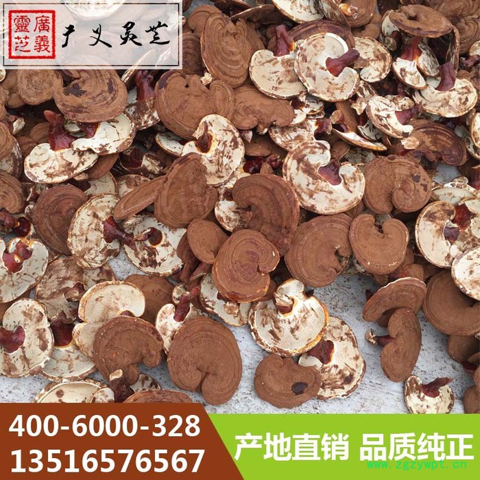 山东灵芝批发采购 冠县灵芝厂家 广义灵芝图5