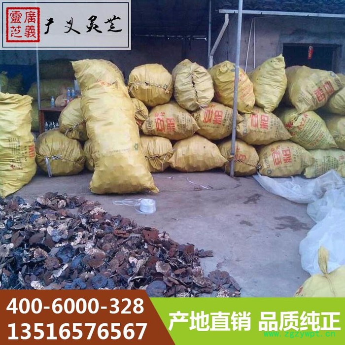 黑灵芝 黑灵芝 报价 黑灵芝生产基地图2