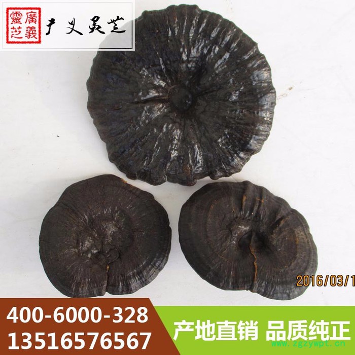 黑灵芝 黑灵芝 报价 黑灵芝生产基地图5