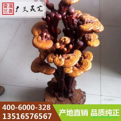 山东**性灵芝盆景图片 灵芝盆景厂家 广义灵芝